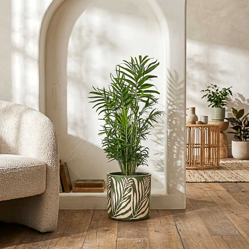 Chamaedorea elegans Parlour Palm In Leaf Pot Green
