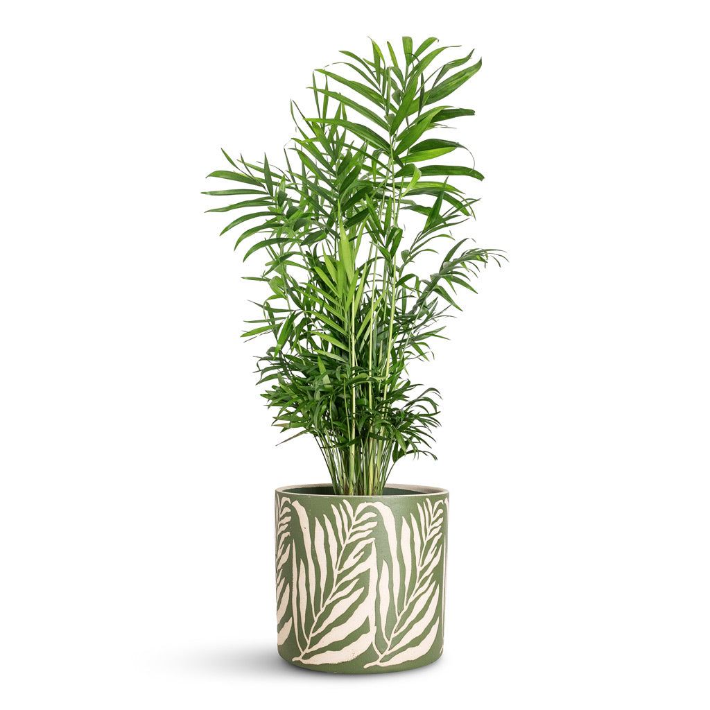 Chamaedorea elegans Parlour Palm In Leaf Pot Green