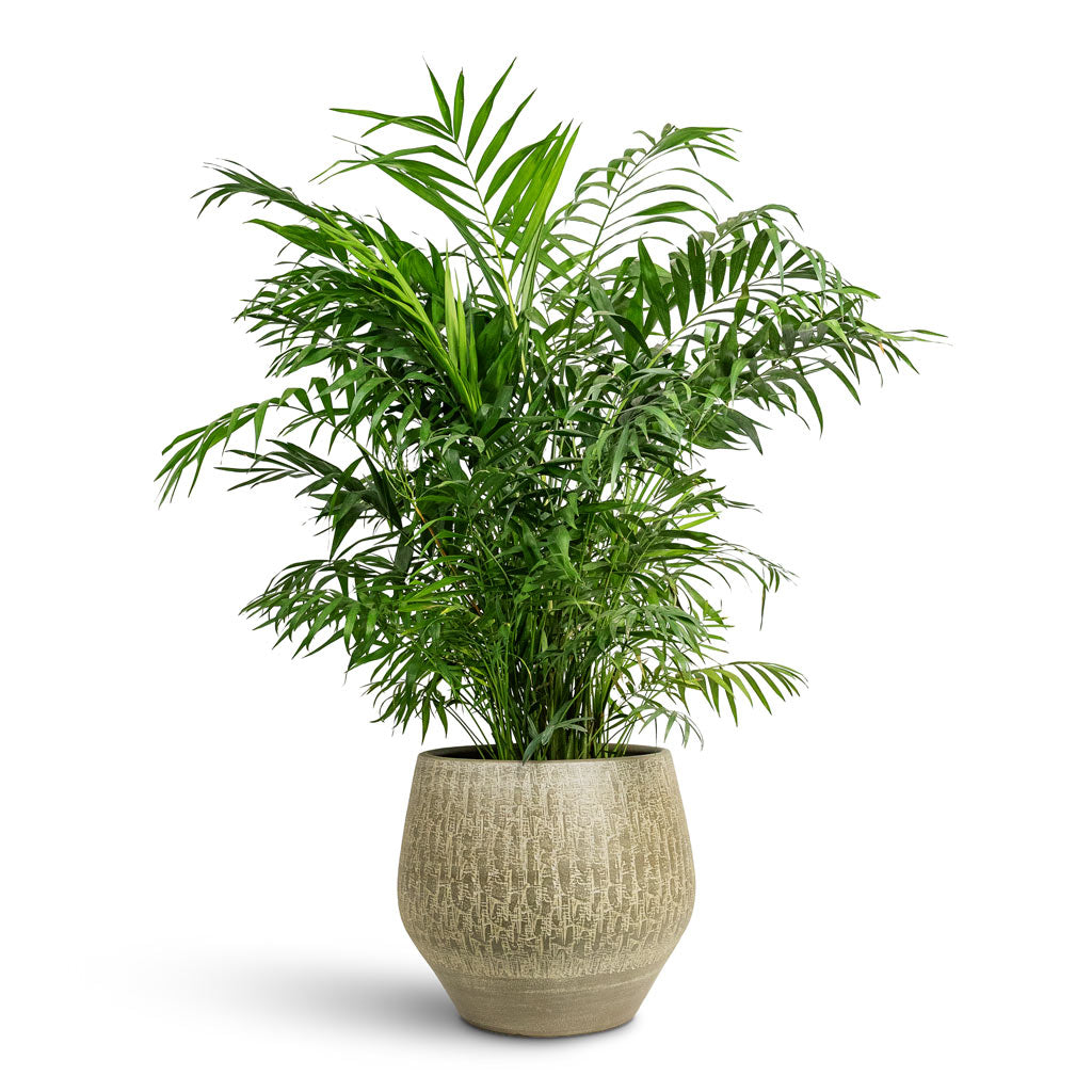 Chamaedorea elegans Parlour Palm 30x110cm House Plant In Rafael Pot Olive 36x32cm