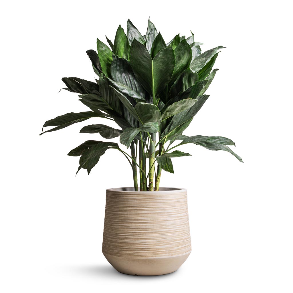 Chamaedorea metallica - Metallic Palm & Dune Darcy Planter - Oat