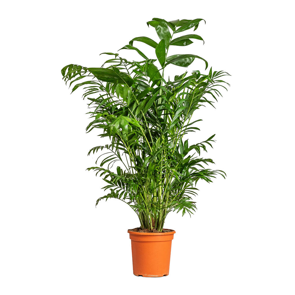 Chamaedorea seifrizii - Bamboo Palm