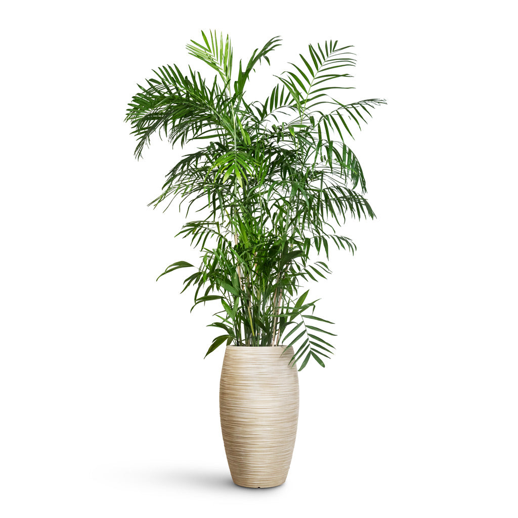 Dune Emperor Planter Oat - 53x88cm