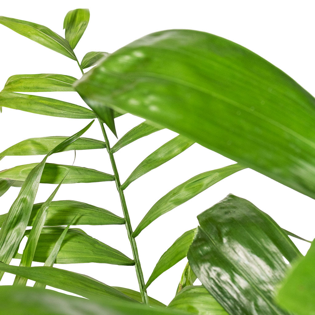 Chamaedorea seifrizii Bamboo Palm - 27x150cm In Dune Emperor Planter  Oat - 37 x 60cm