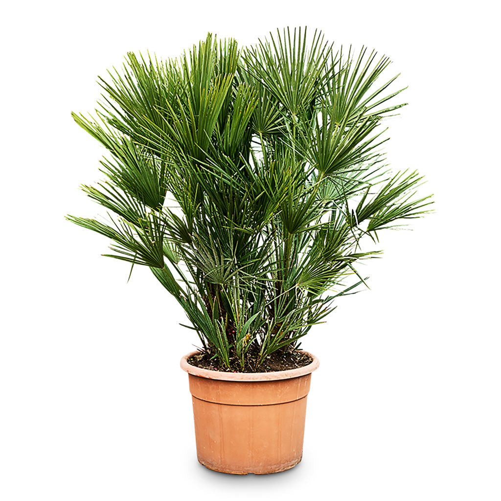 Chamaerops humilis Compacta Fan Palm 20x60cm House plant in Odile Plant Pot Petrol 21x17cm