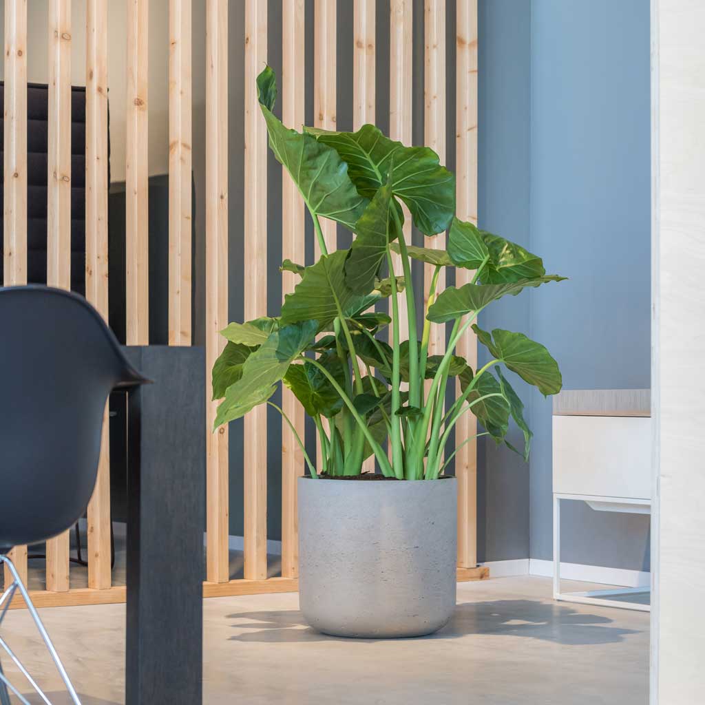 Charlie Plant Pot - Grey Washed & Alocasia Indoor Plant