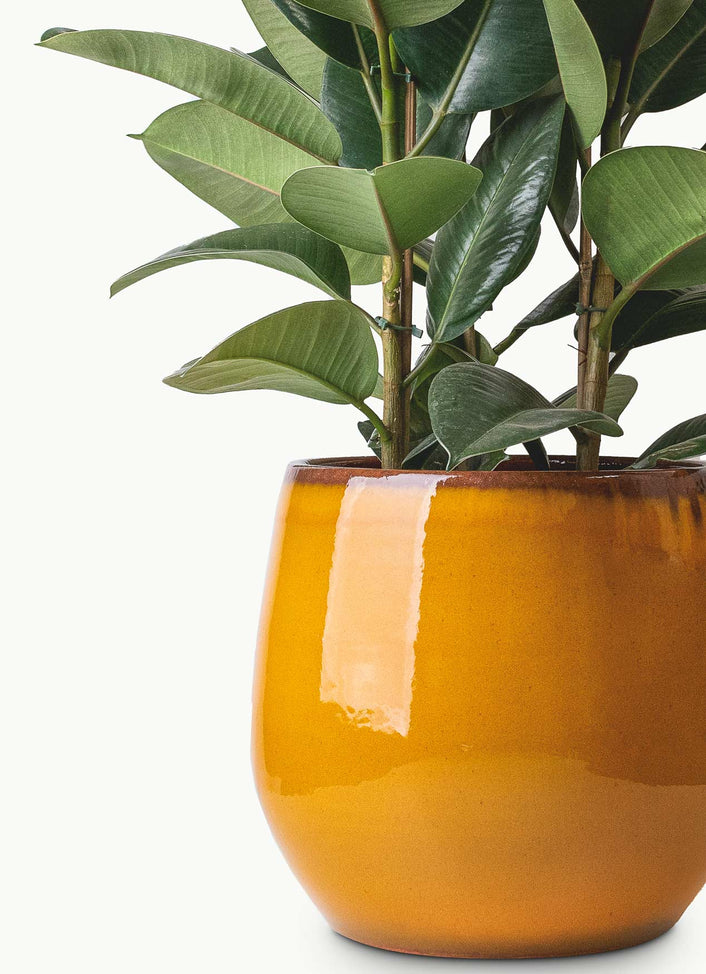 Ceramic Plant Pots