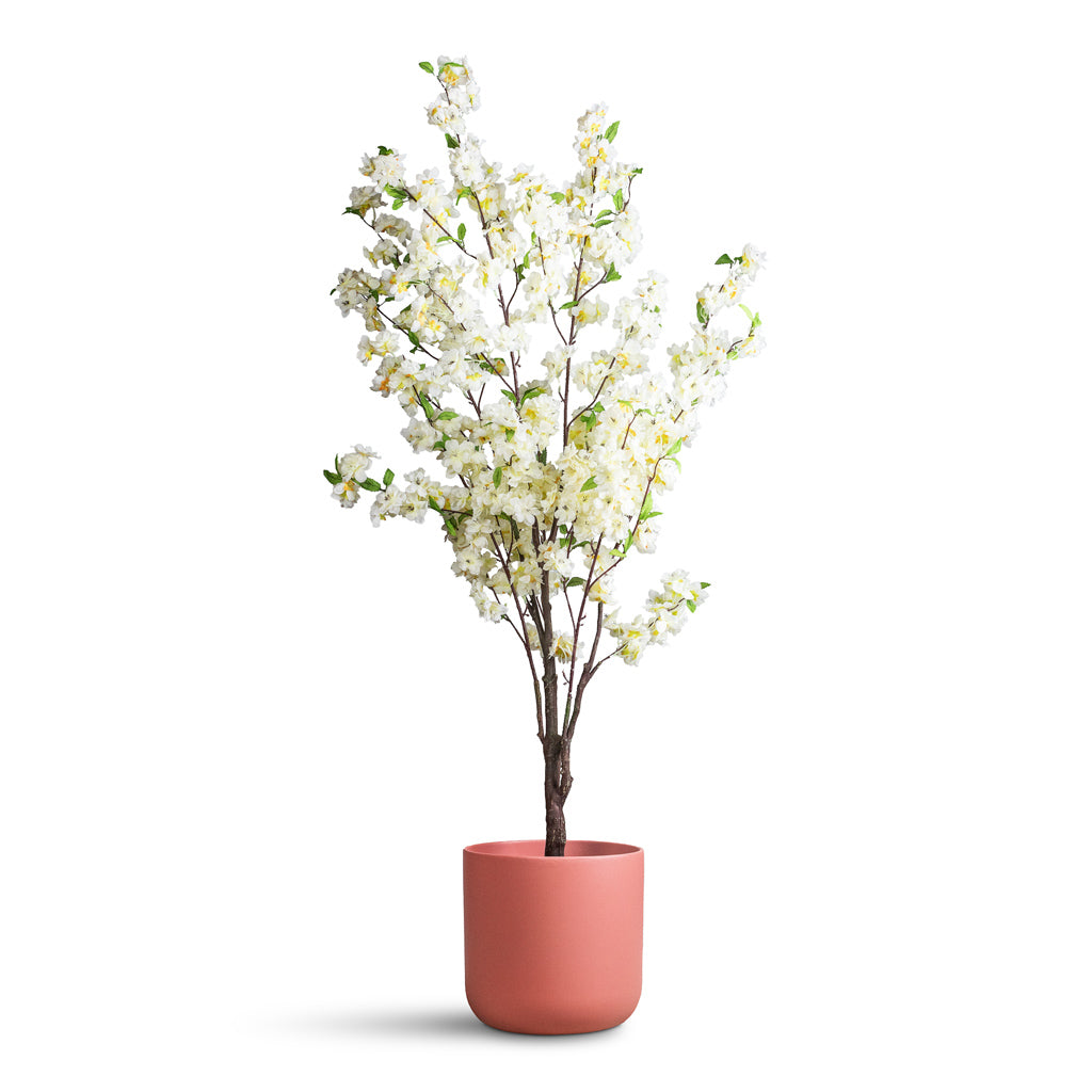 Cherry Blossom Tree White Artificial - 135cm In Lisbon Pot Blush Rose - 26x26cm