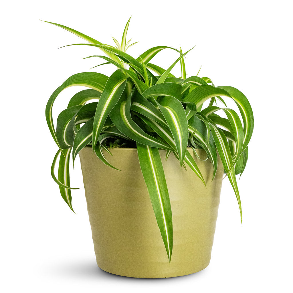 Chlorophytum Bonnie In Oslo Pot Olive