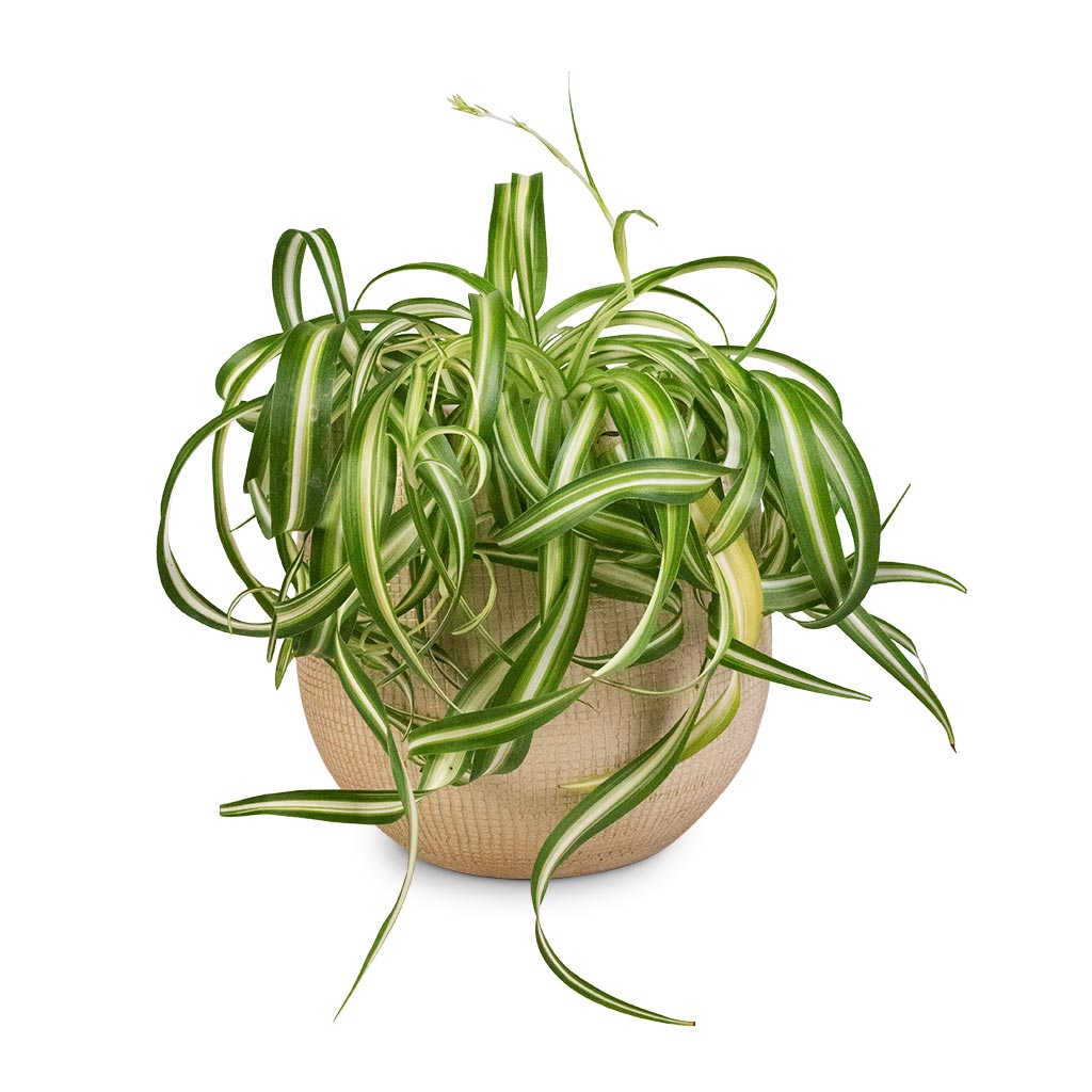 Chlorophytum Bonnie - Curly Spider Plant & Ryan Plant Pot - Sand Gold