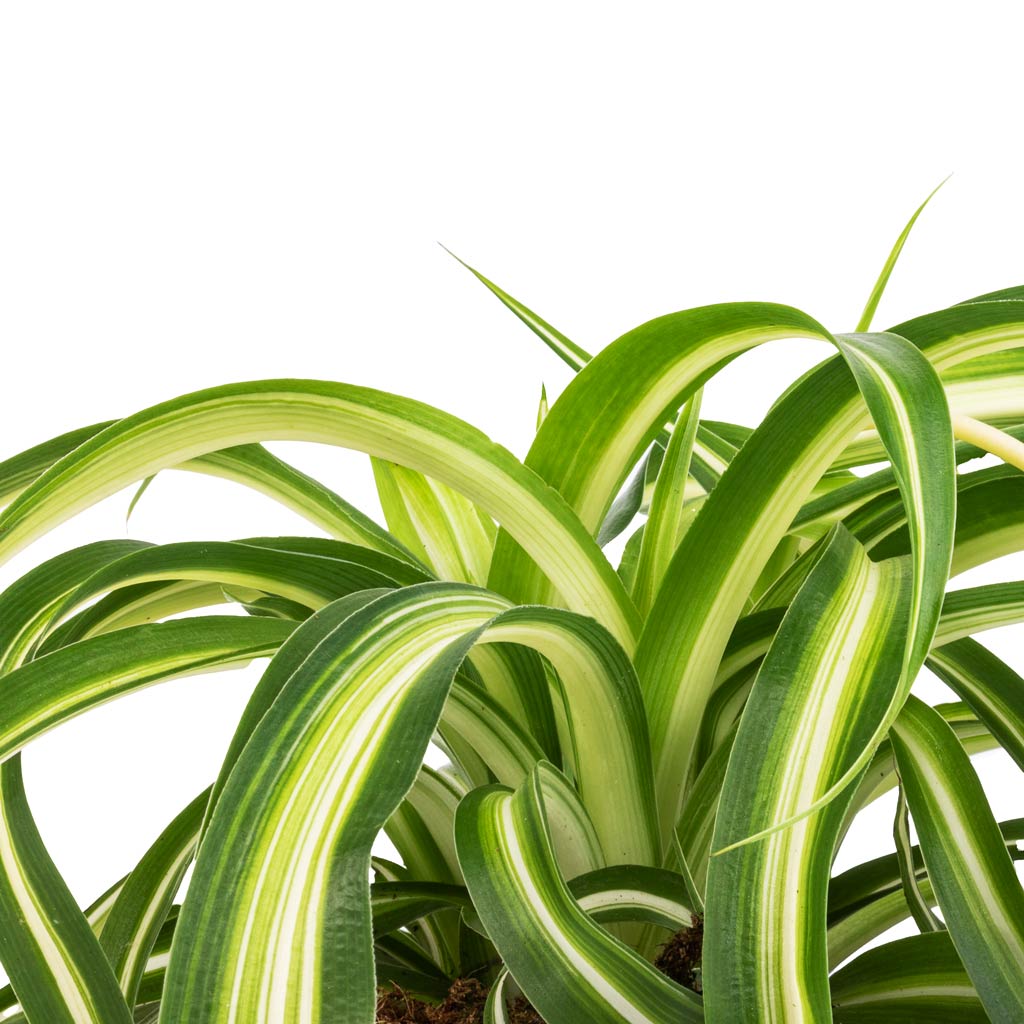 Chlorophytum Bonnie - 12x25cm In Igmar Basket - Natural - 15x12cm
