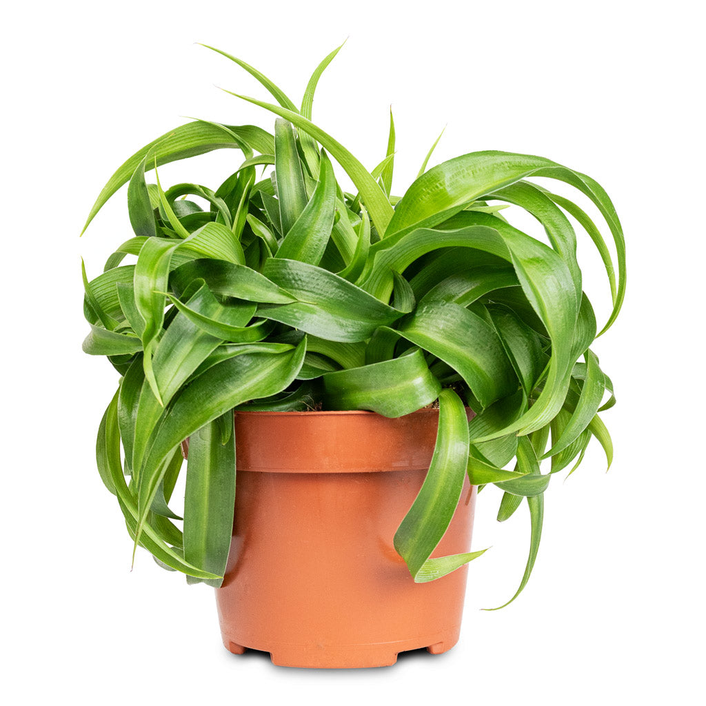Chlorophytum Green Bonnie 12x25cm