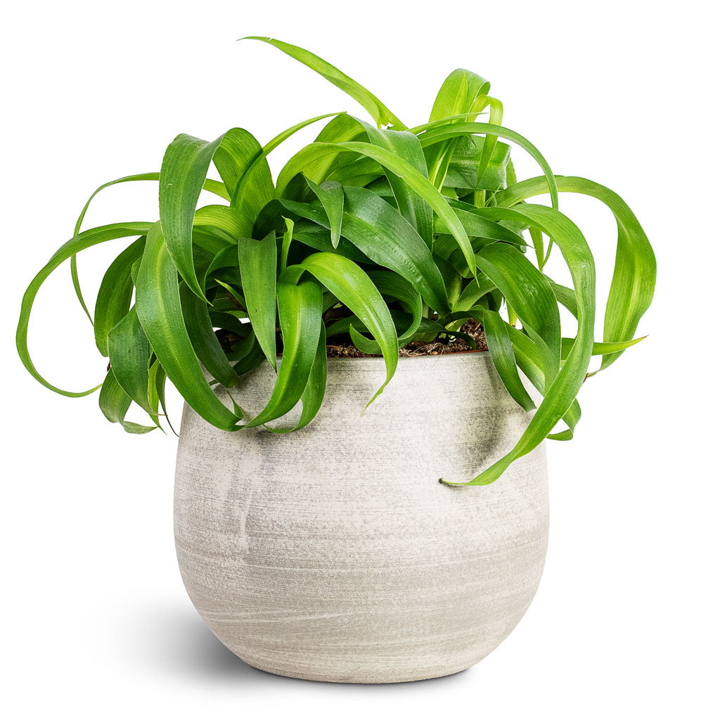 Chlorophytum Green Bonnie 13x25cm House Plant In Esra Pot Concrete 15x13cm