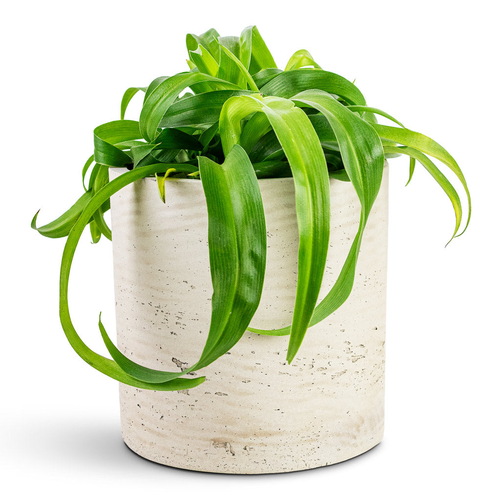 Chlorophytum Green Bonnie House Plant In PukPot Grey Washed