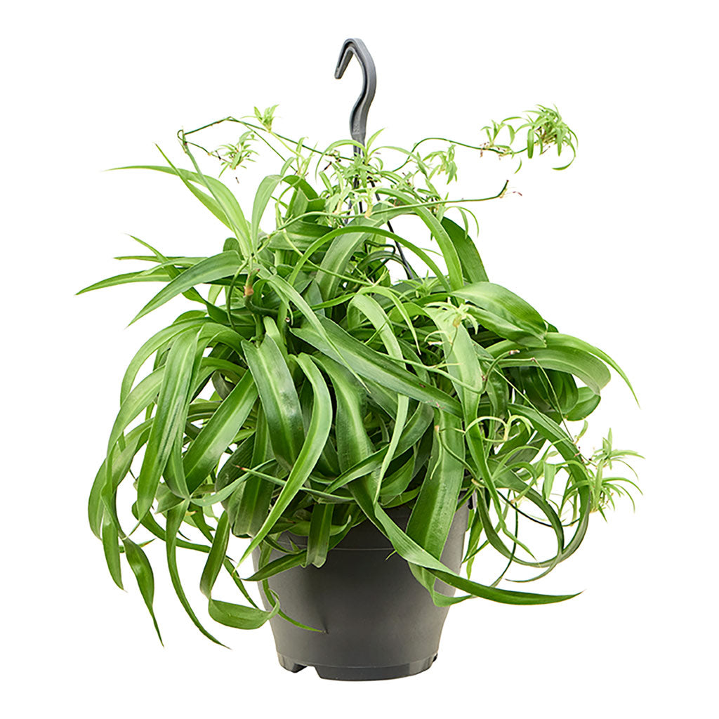Chlorophytum Green Bonnie - 19x40cm