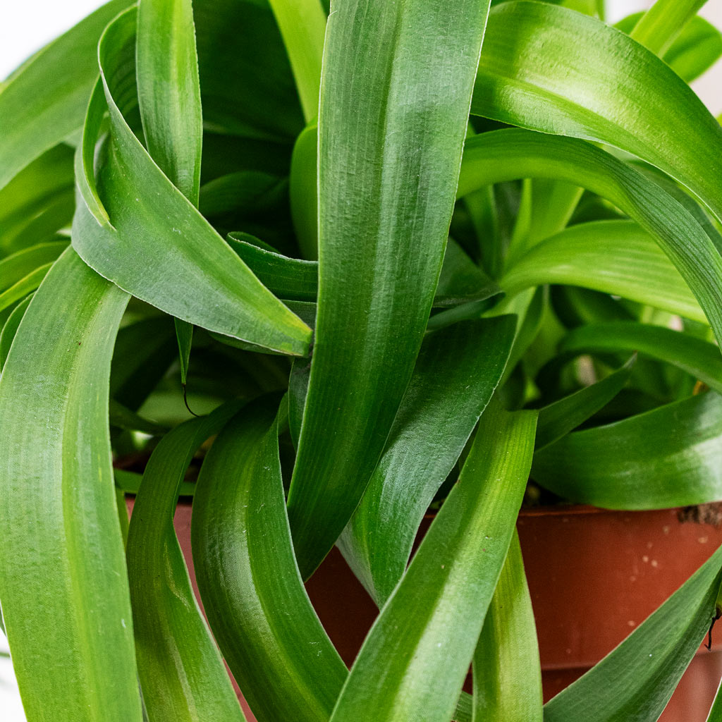 Chlorophytum Green Bonnie Close Up