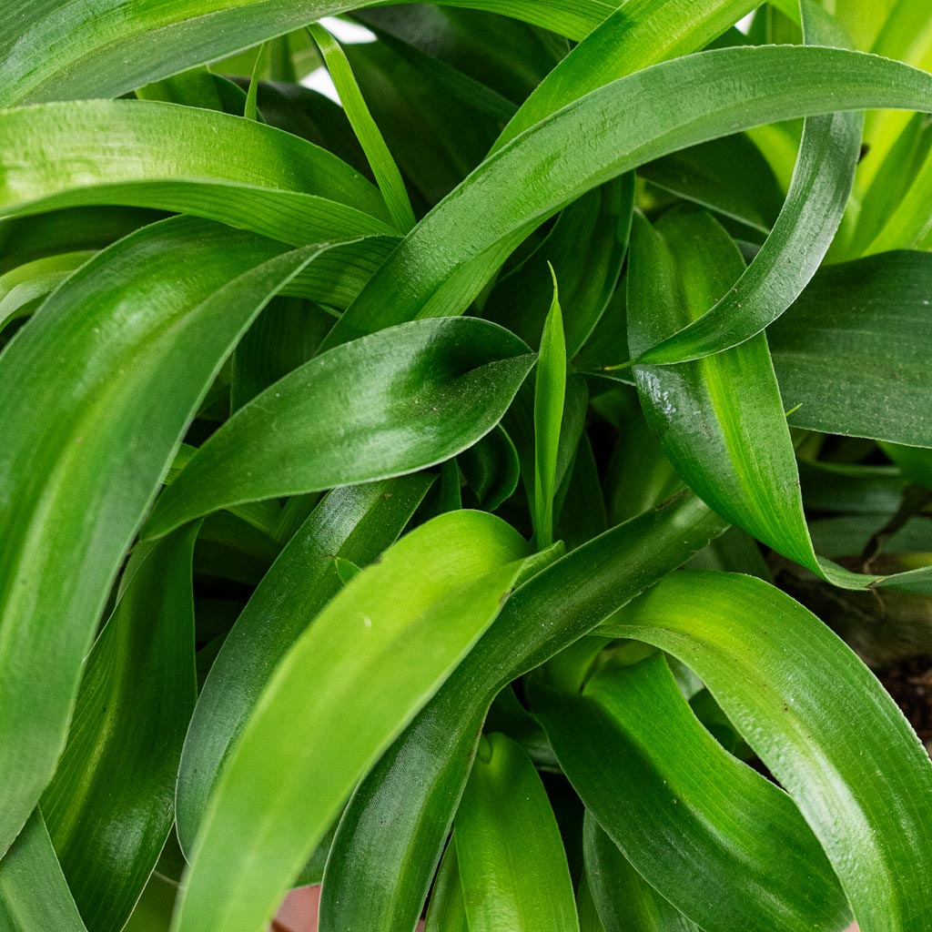 Chlorophytum Green Bonnie House Plant In PukPot Grey Washed