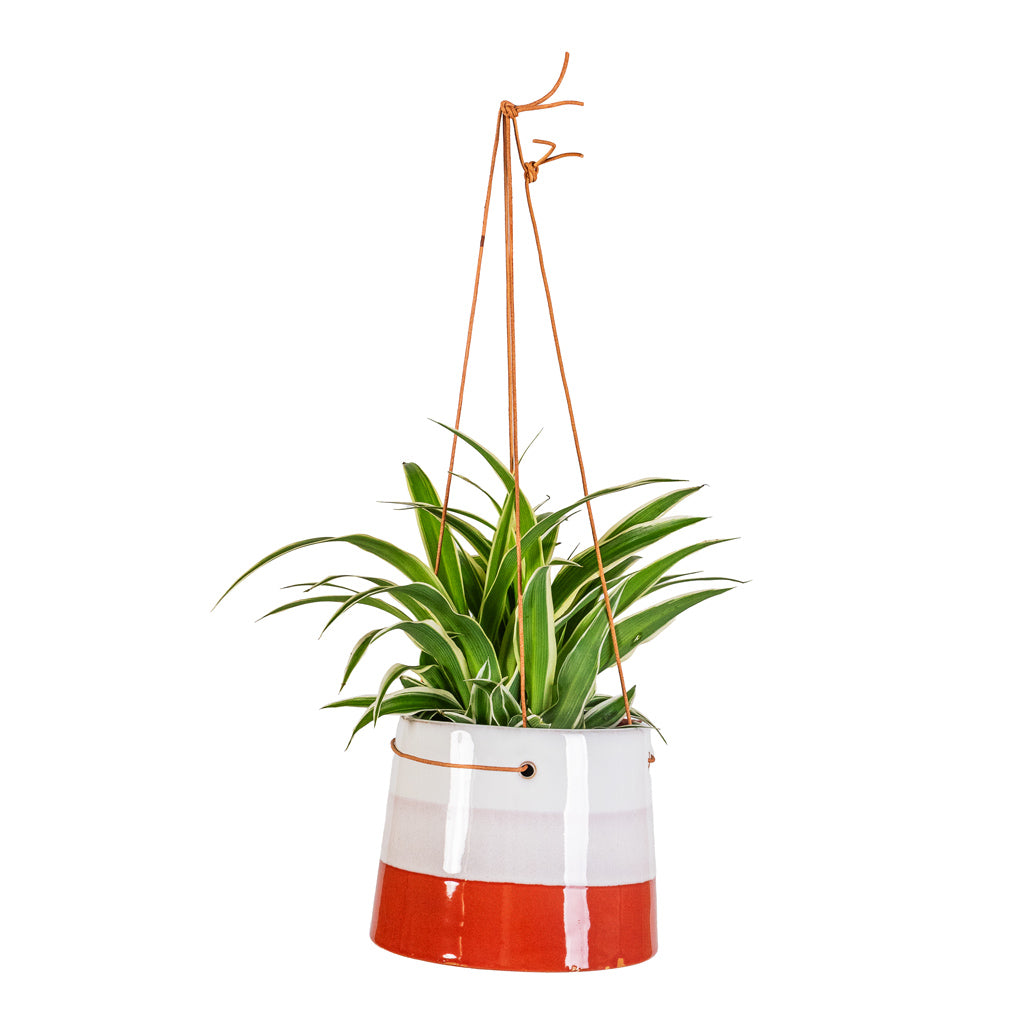 Chlorophytum Ocean - 11x15cm In Striped Hanging Pot Terracotta Blush - 16x12cm