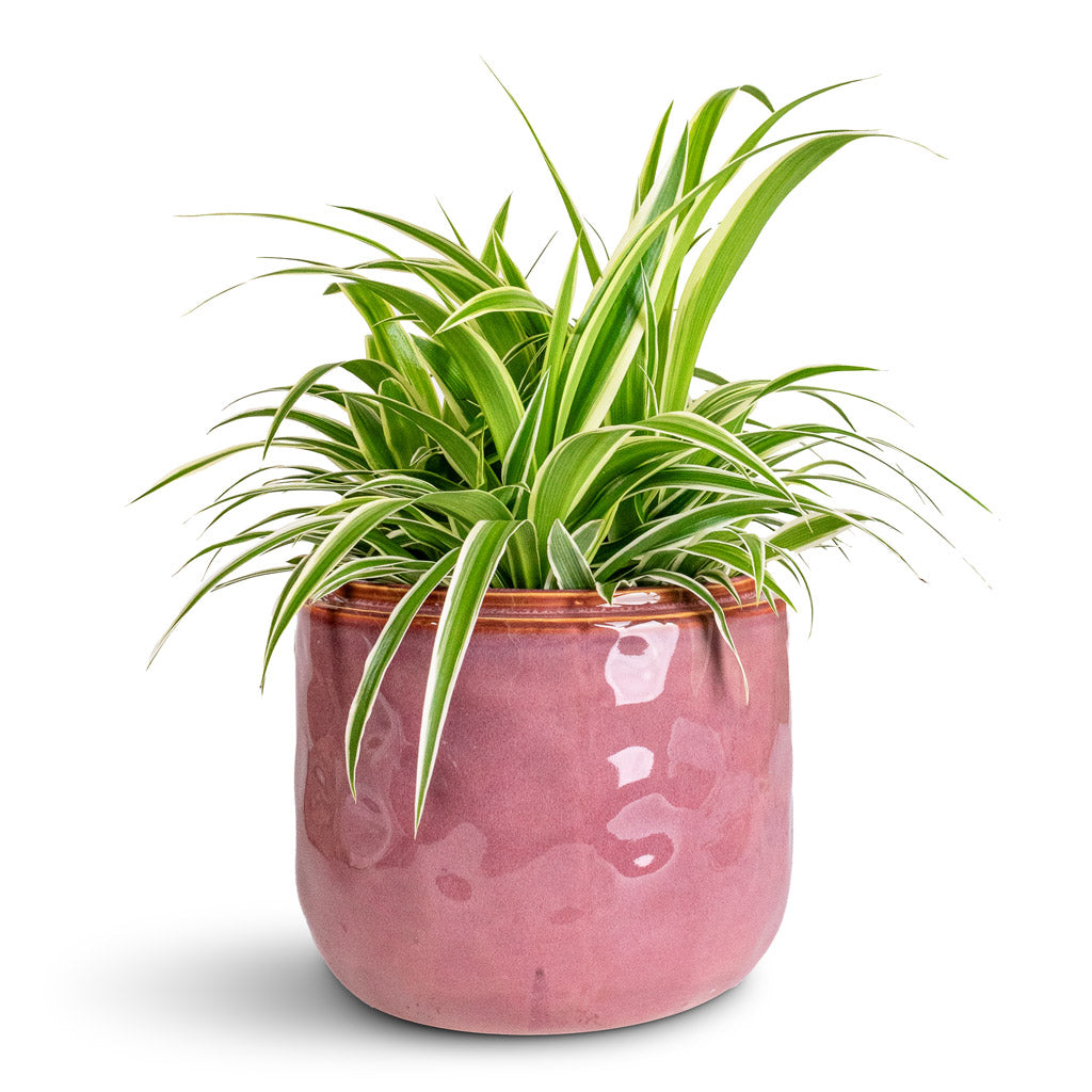 Chlorophytum Ocean In Mabel Pot Cherry 