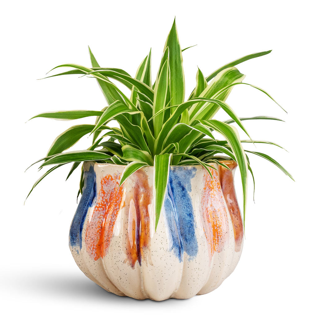 Chlorophytum Ocean 12x20cm houseplant In Molly Plant Pot Aquarel 17x13cm