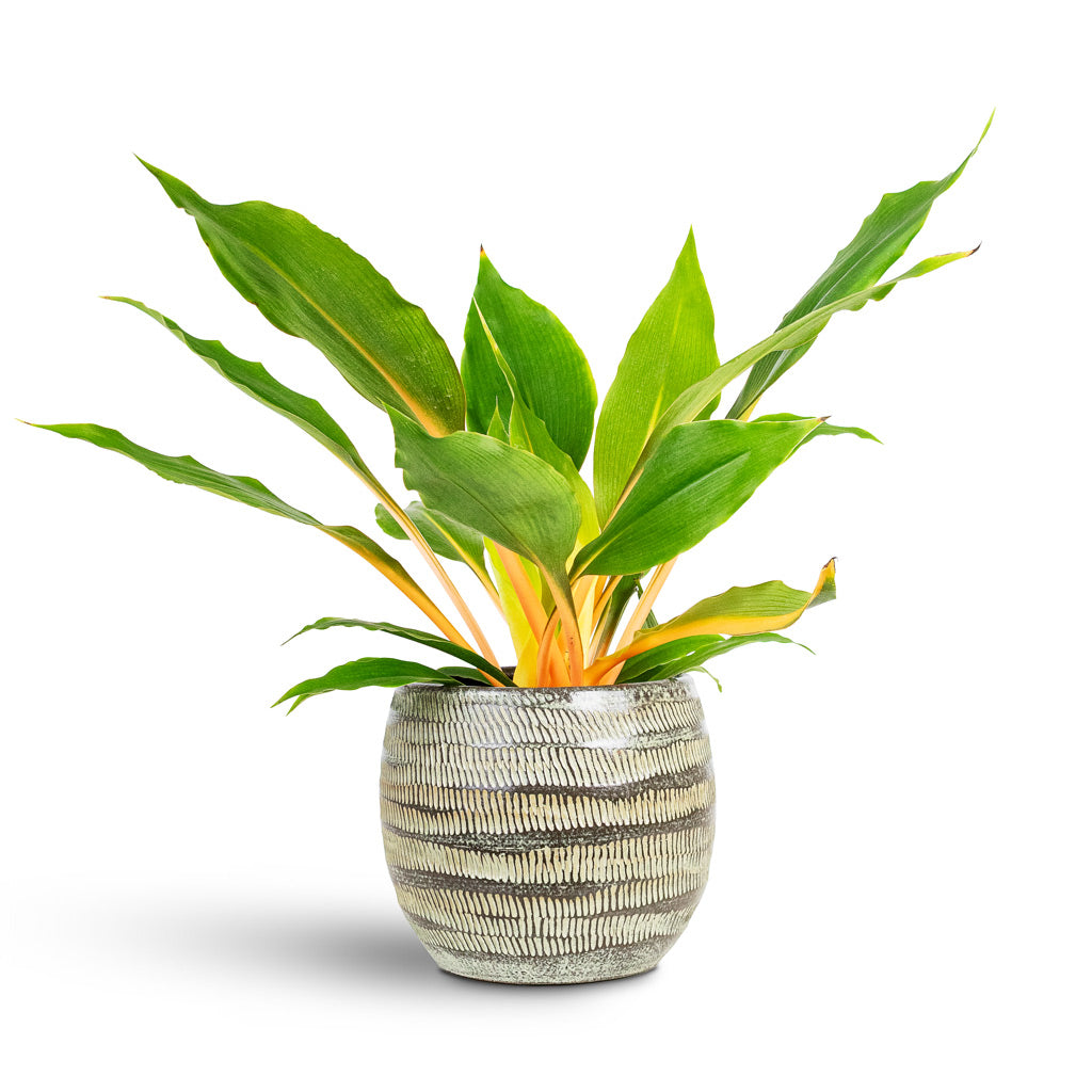 Chlorophytum orchidastrum Green Orange 12x40cm House Plant In Manuel Pot Shiny Thyme 16x13cm