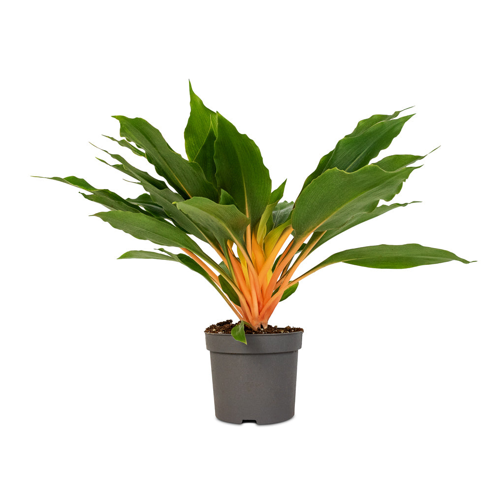 Chlorophytum orchidastrum Green Orange