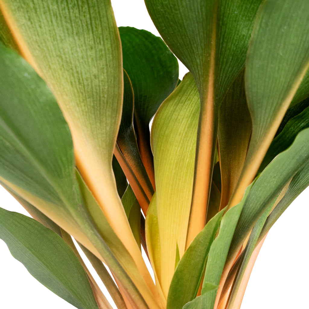 Chlorophytum orchidastrum Green Orange 12x40cm House Plant In Paros Painted Pot Orange Stripe 15x14cm