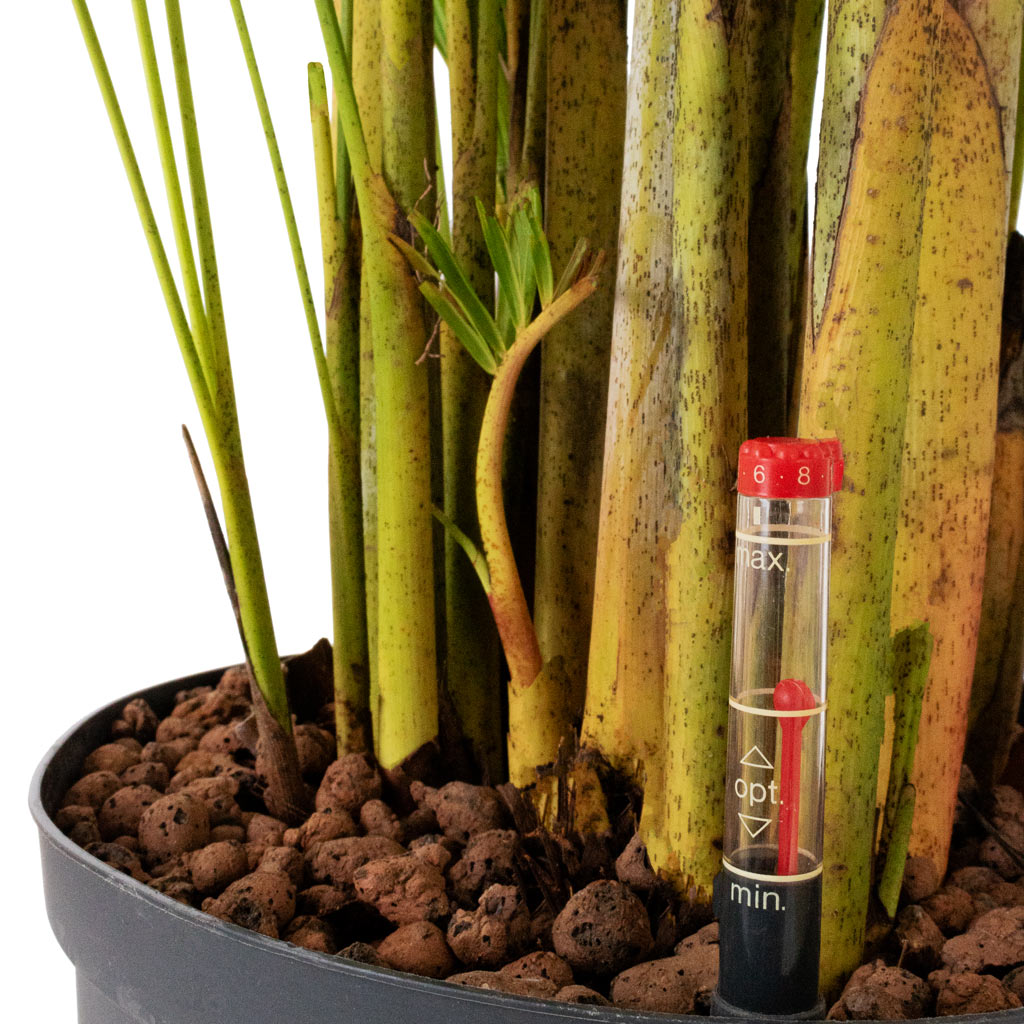 Chrysalidocarpus - Areca Palm - HydroCare
