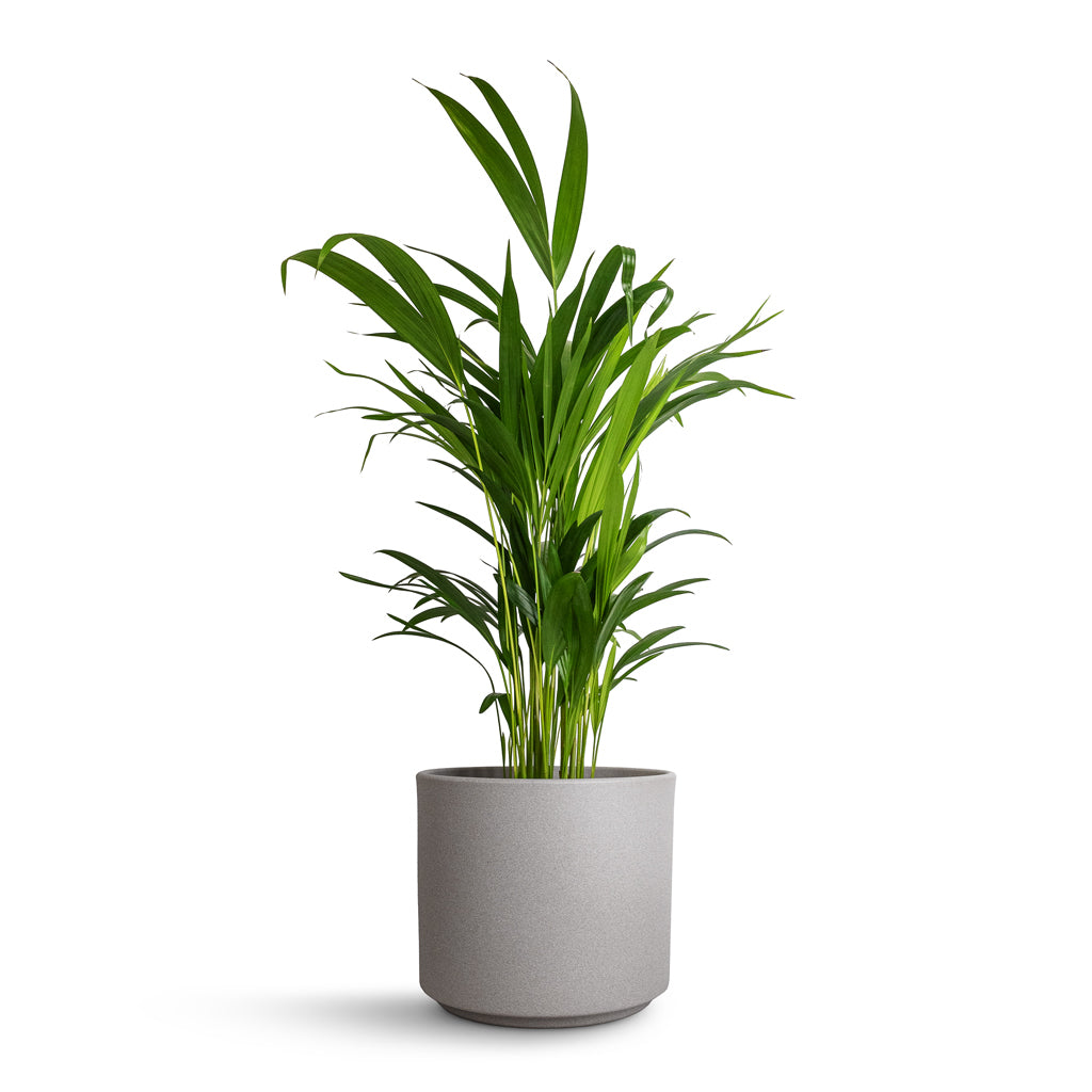 Chrysalidocarpus lutescens - Areca Palm & Leon Plant Pot - Cement