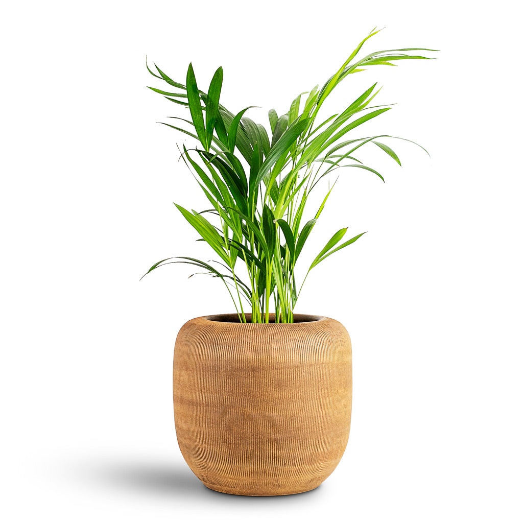 Chrysalidocarpus lutescens Areca - 17x65cm House Plant In Roxan Pot Camel - 26x24cm