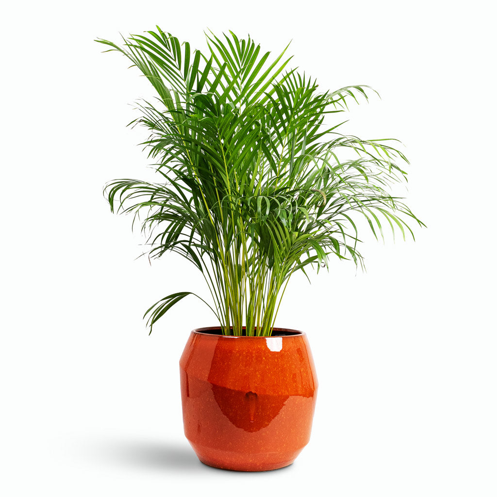 Chrysalidocarpus lutescens Areca 24x120cm House Plant In Eddy Pot Orange 43x39cm