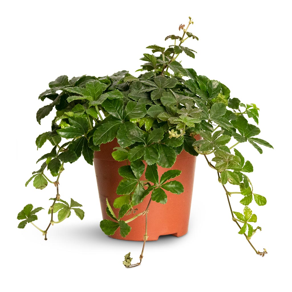 Cissus striata parthenocissus - Verona Vein