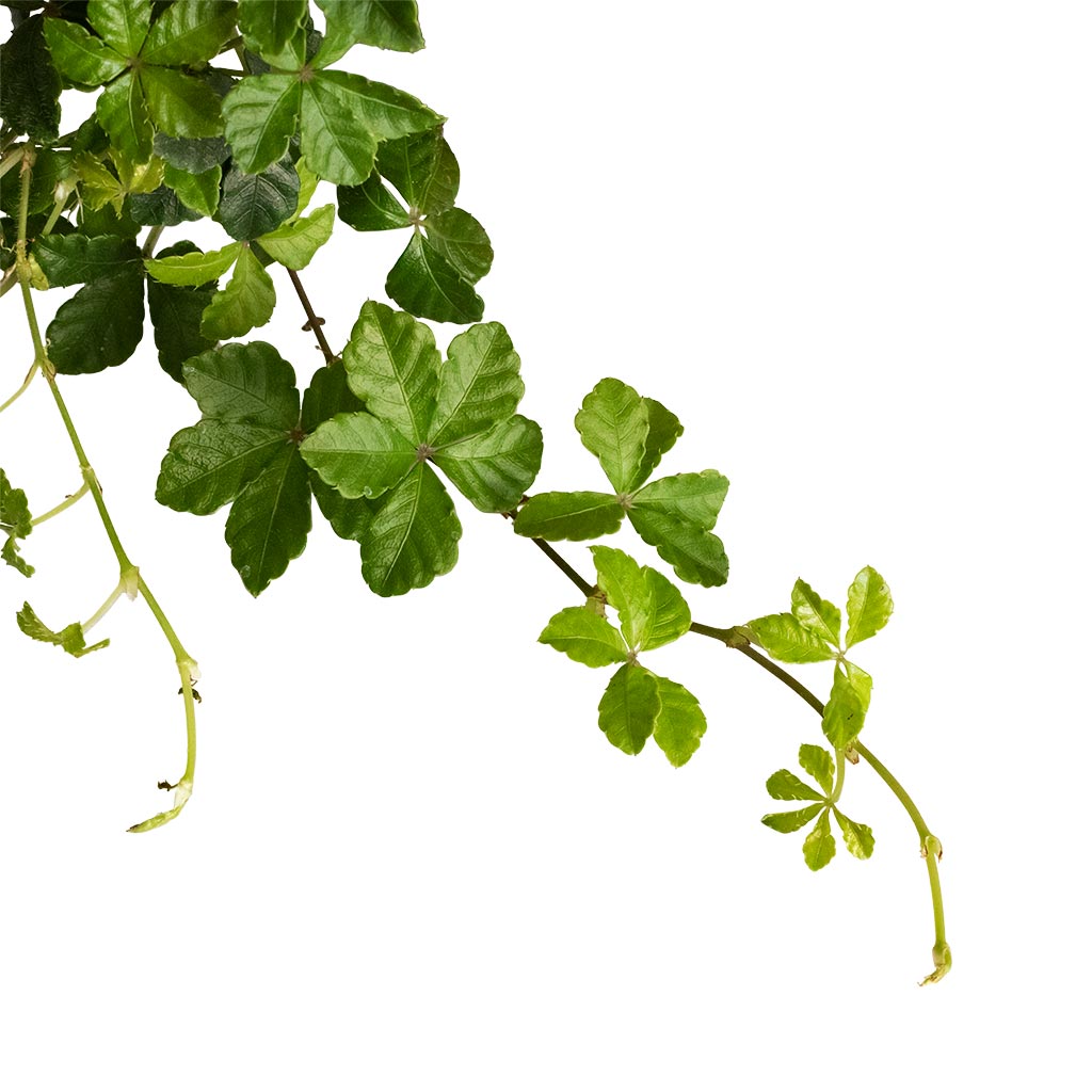 Cissus striata parthenocissus Verona Vein - 12x20cm In Patt Plant Pot Tall Stand Black Washed - 23x34cm