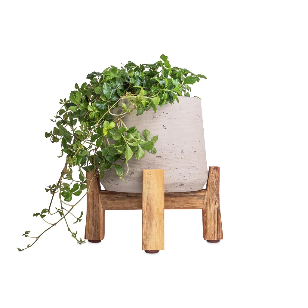 Cissus striata parthenocissus - Verona Vein & Patt Plant Pot - Low Stand - Grey Washed
