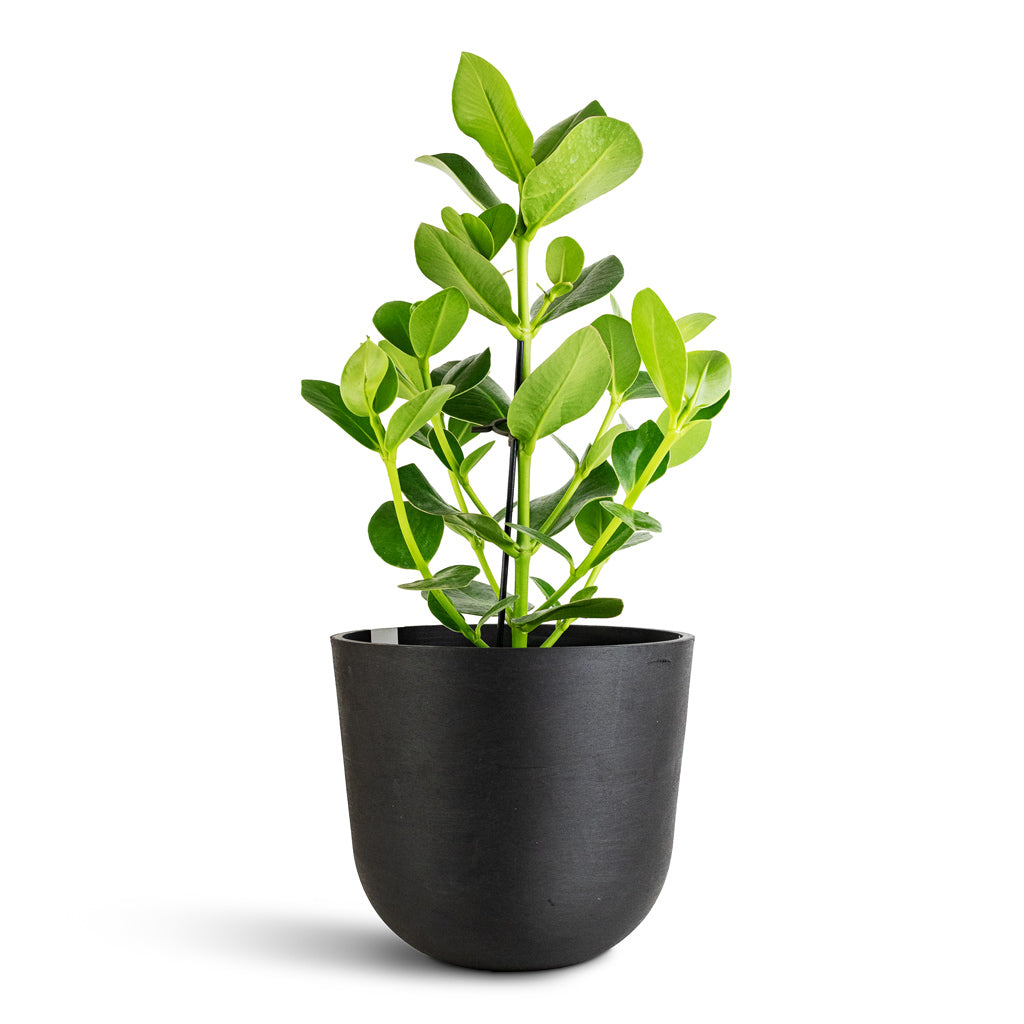 Clusia rosea Princess 17x55cm Oslo Cylinder Planter Slate 25x22cm