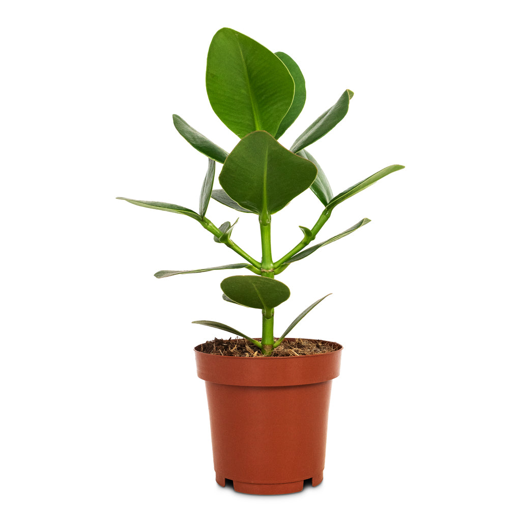 Clusia rosea Princess - Autograph Tree - 12 x 30cm