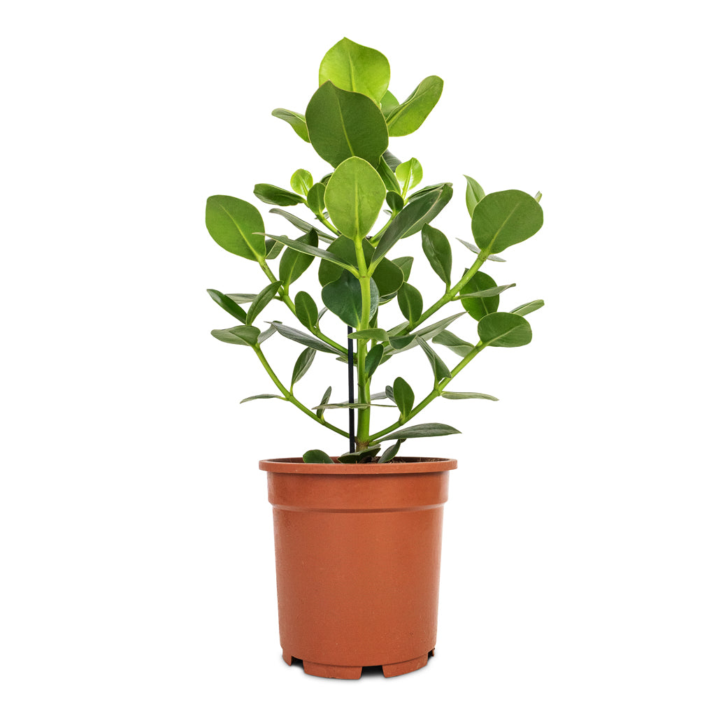 Clusia rosea Princess - Autograph Tree - 17 x 55cm