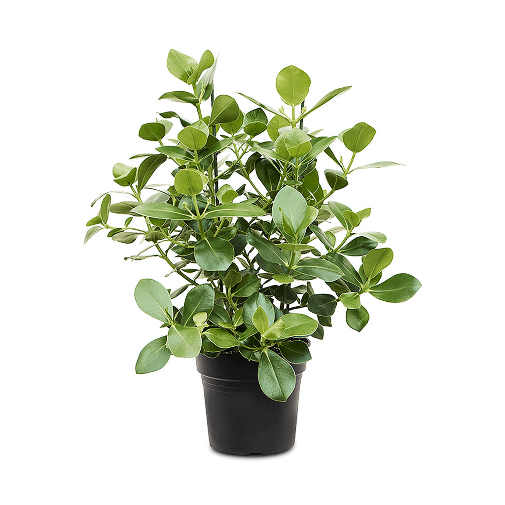 Clusia rosea Princess - Autograph Tree - 30 x 100cm