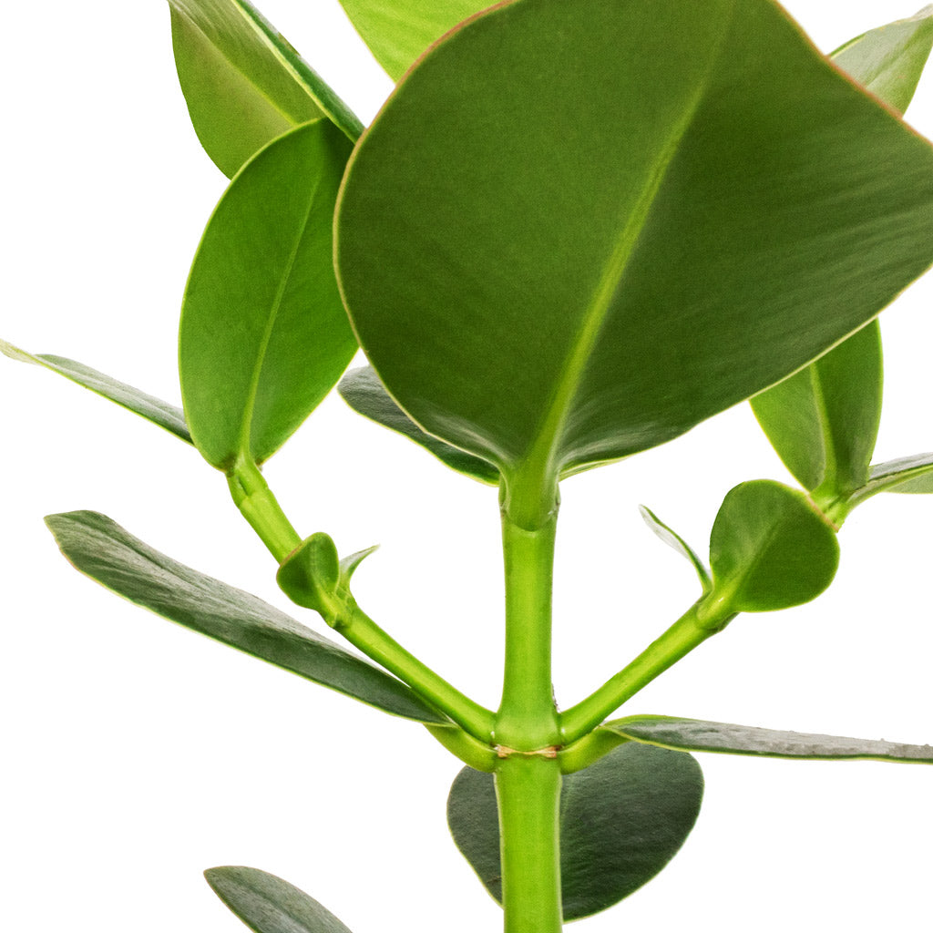 Clusia rosea Princess - Autograph Tree & Lindy Plant Pot - Black Green