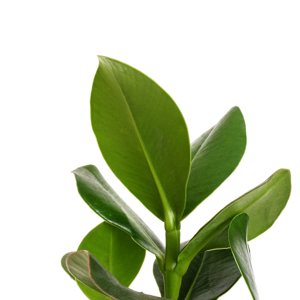 Clusia rosea Princess - Autograph Tree - Details
