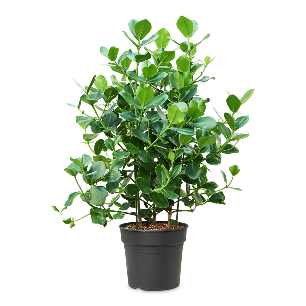 Clusia rosea 'Princess' 34 x 110cm
