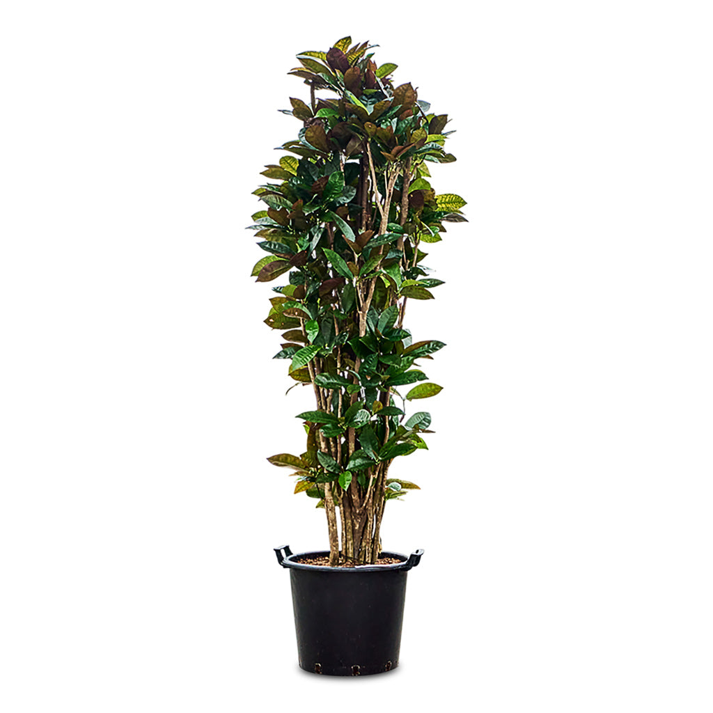 Codiaeum Iceton 45 x 200cm