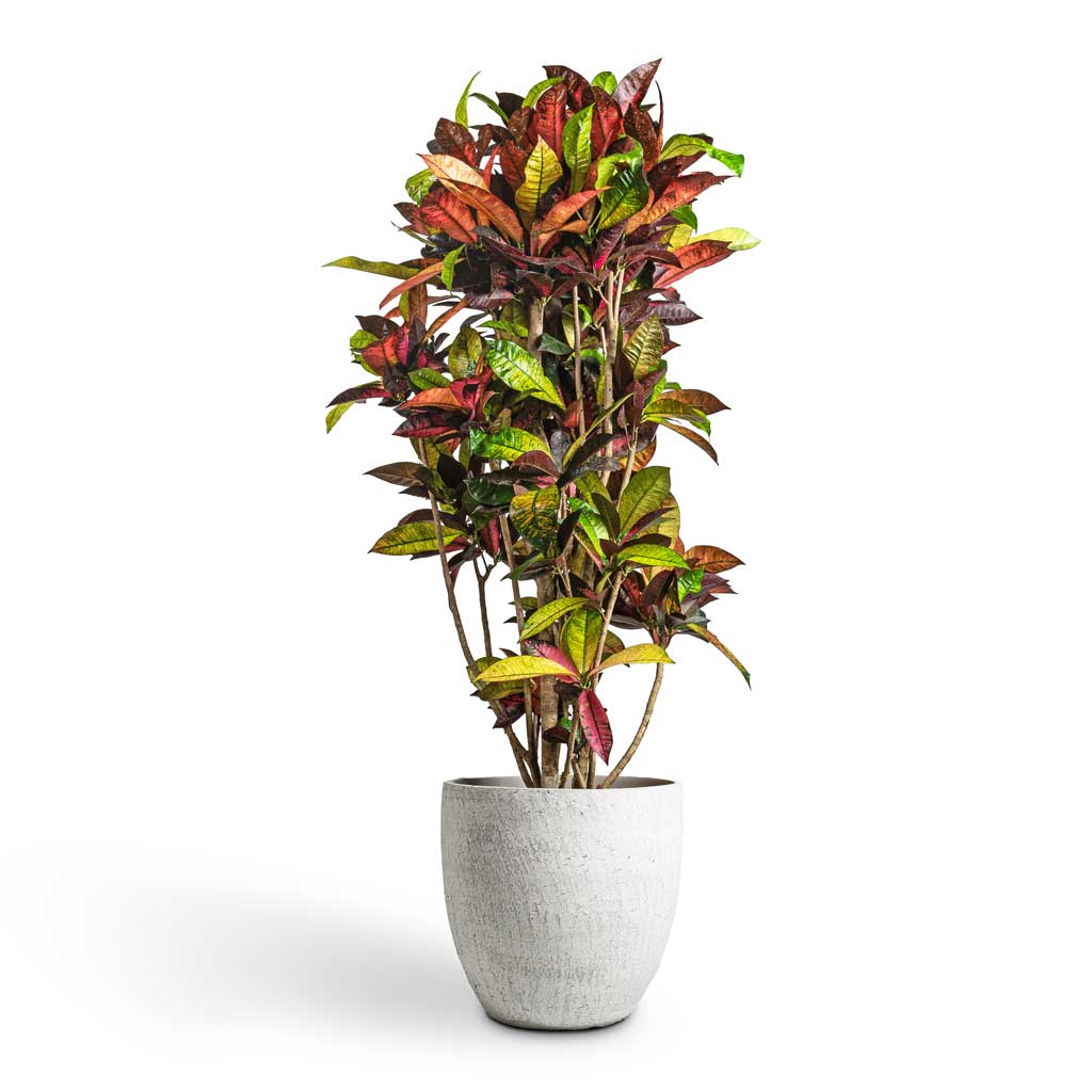 Codiaeum Iceton - Croton & Cas Plant Pot - Cool Grey