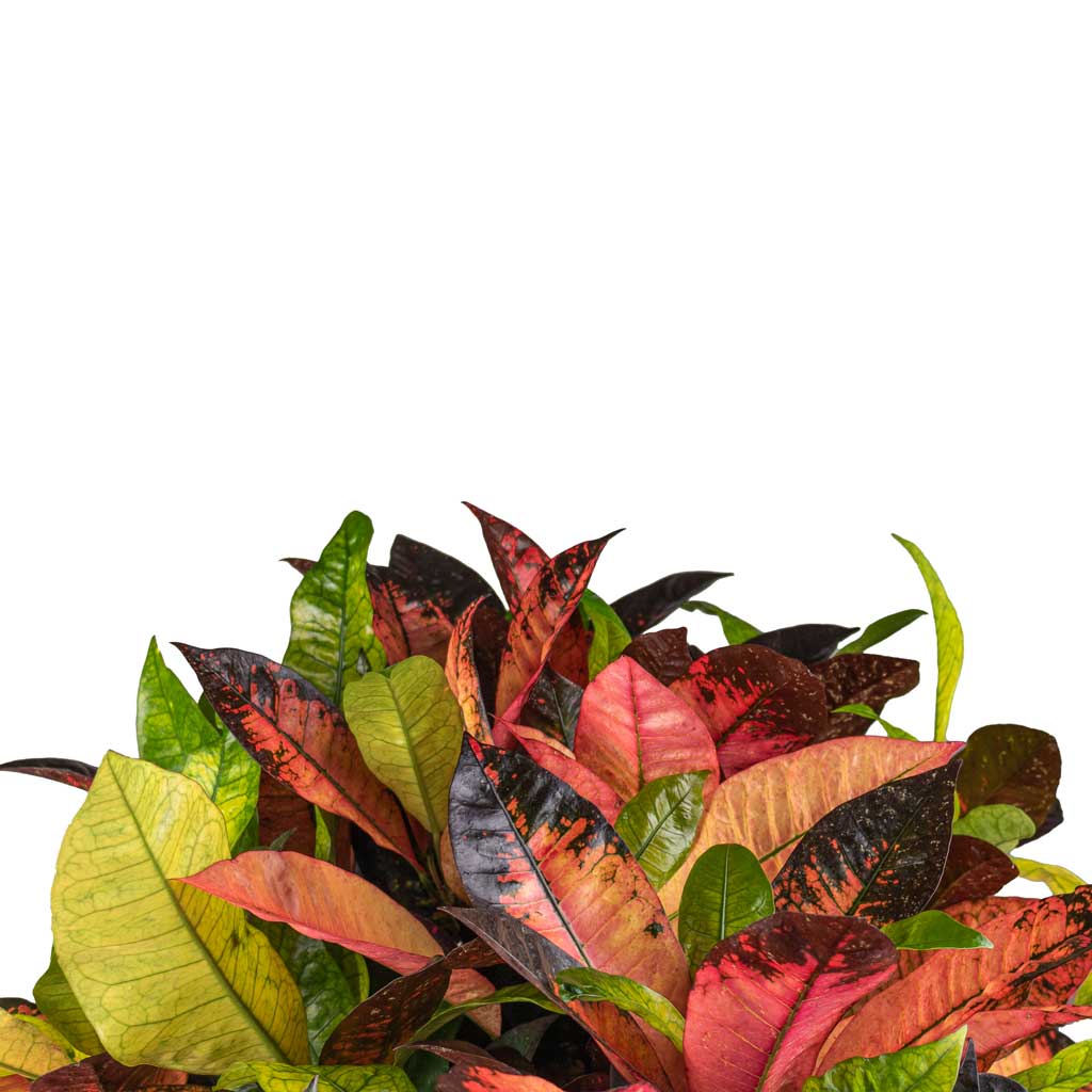 Codiaeum Iceton - Croton Bushy Leaves