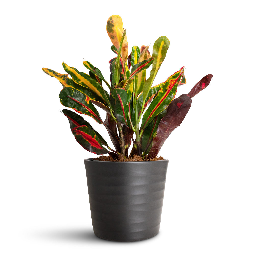 Codiaeum Mammi - 12x35cm In Oslo Pot Anthracite - 13x10.5cm