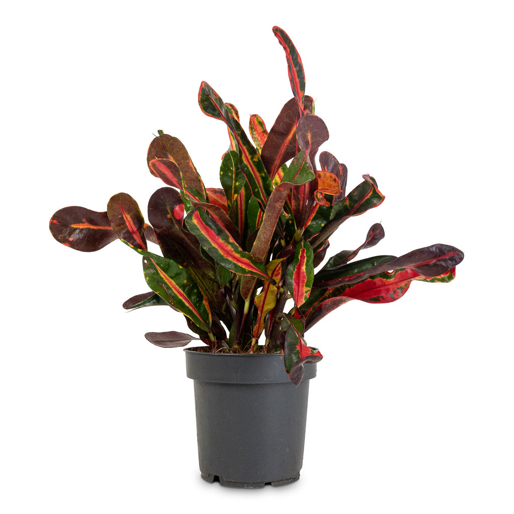 Codiaeum Mammi 12x35cm