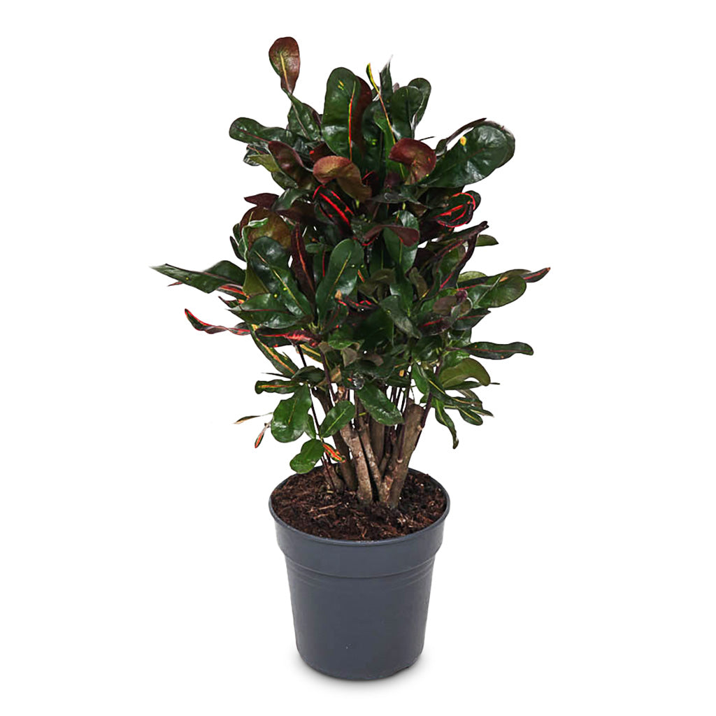 Codiaeum Mammi - 19x60cm