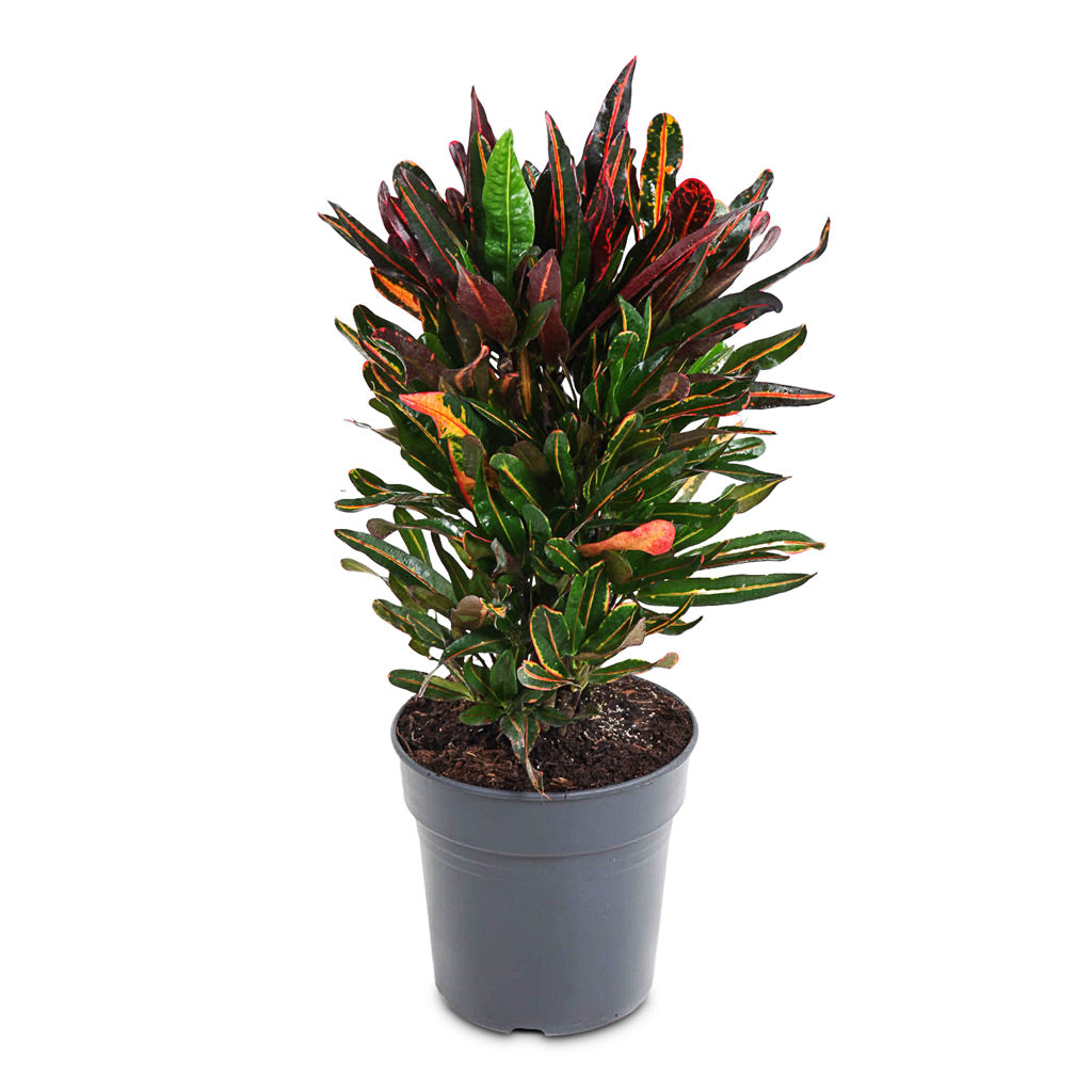 Codiaeum Mammi - 21x70cm