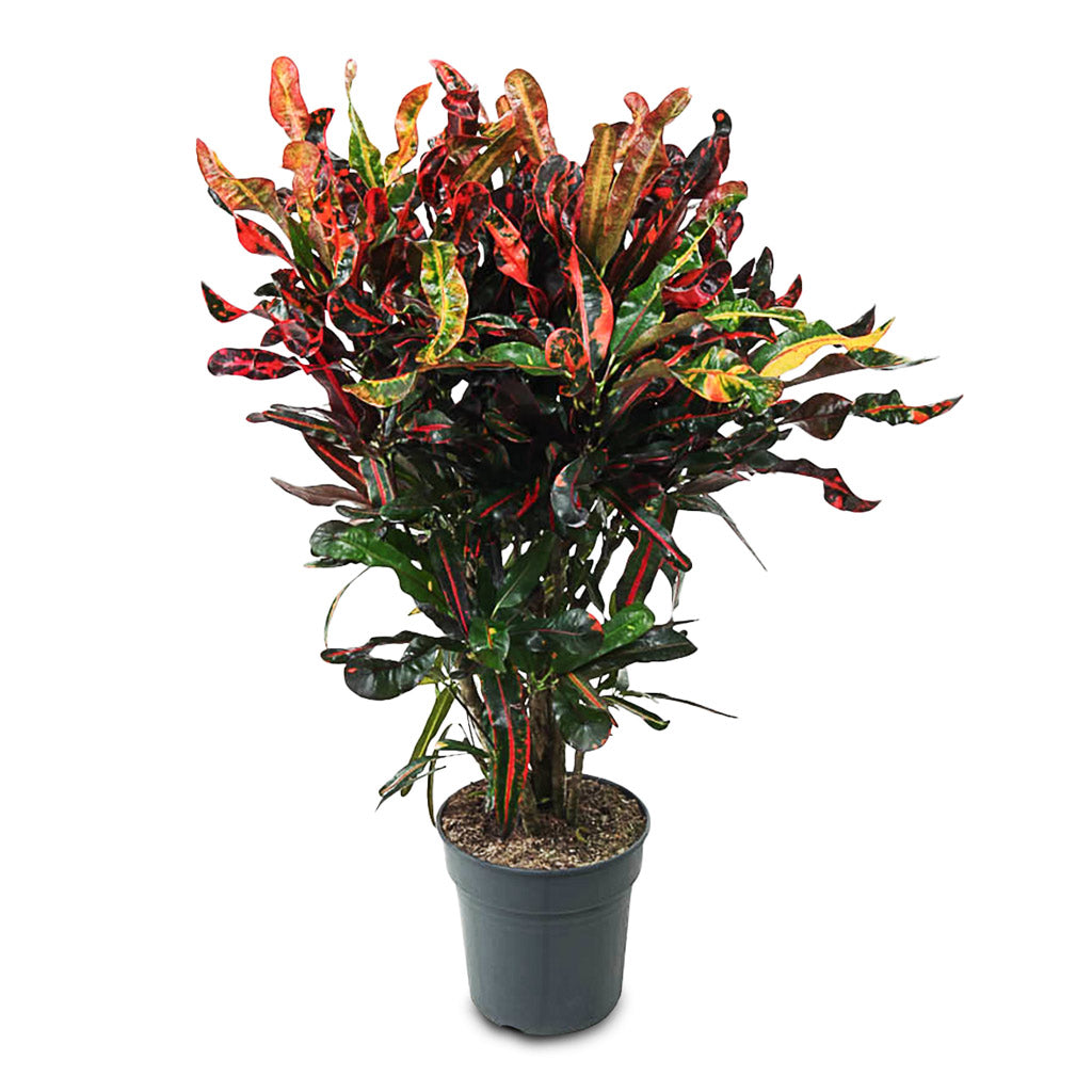 Codiaeum Mammi - 24x90cm