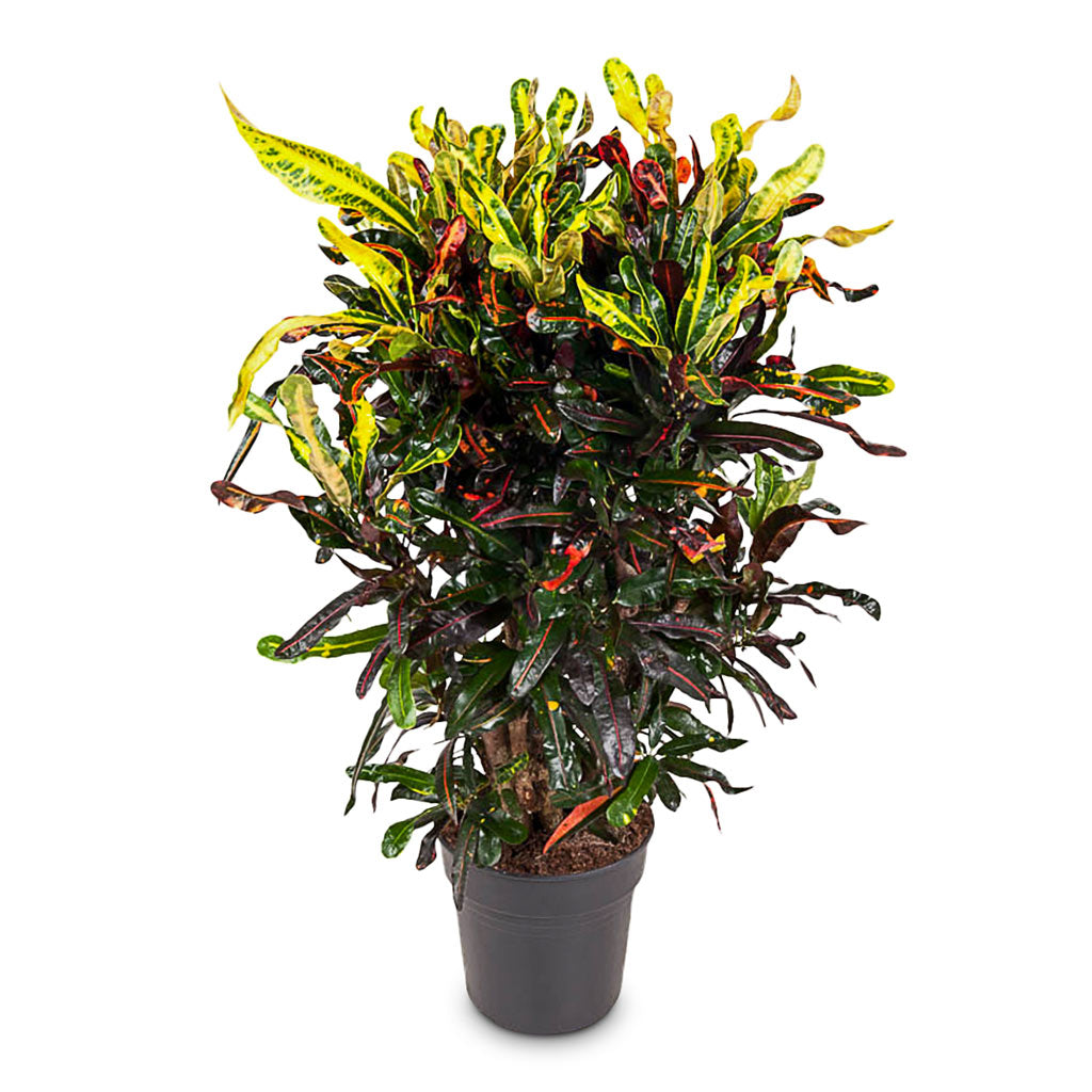 Codiaeum Mammi - 27x100cm