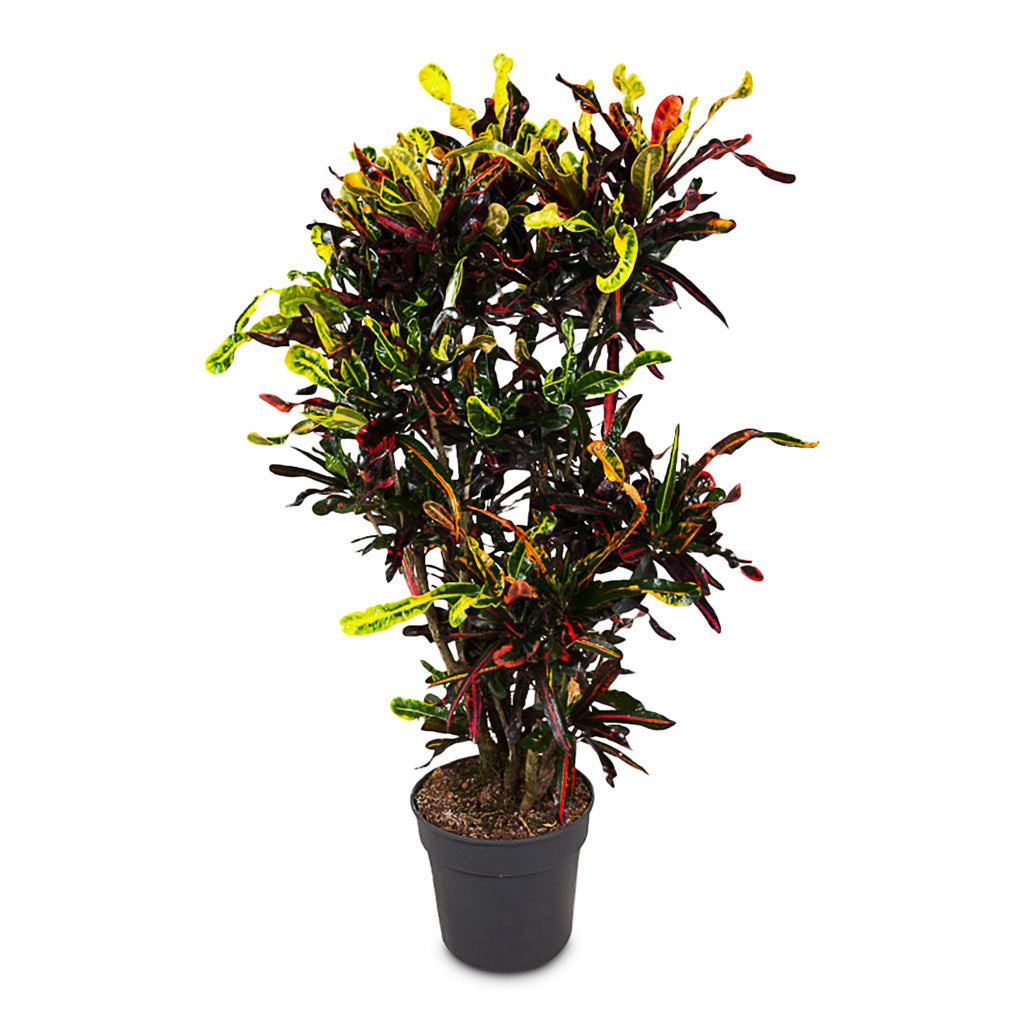 Codiaeum Mammi - 31x140cm